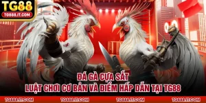 Đá Gà Cựa Sắt | Luật Chơi Cơ Bản và Điểm Hấp Dẫn Tại TG88